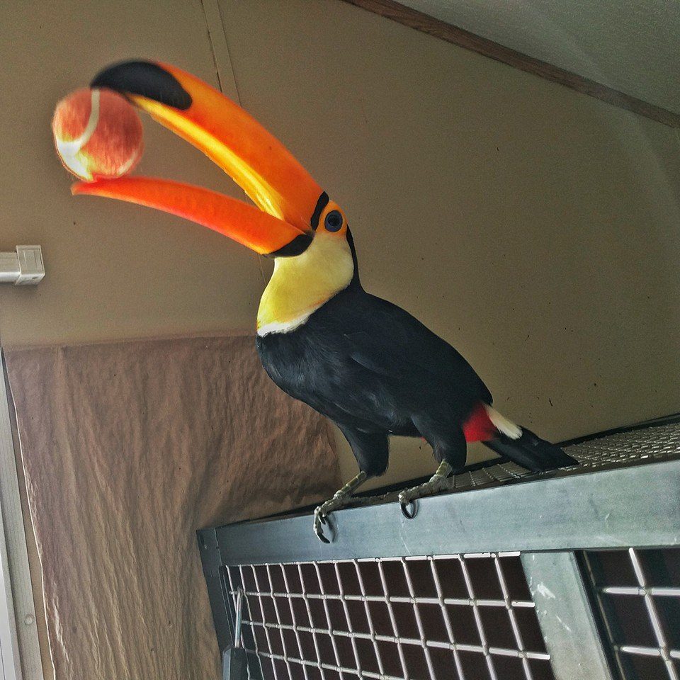 4-toucan-plays-catch