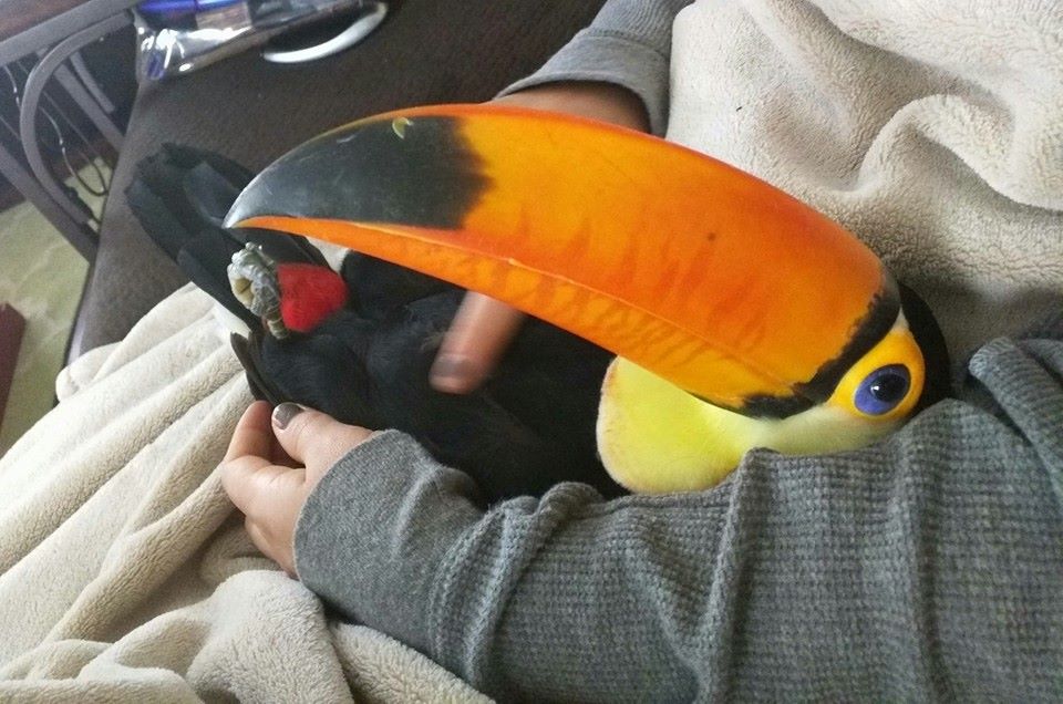 5-toucan-wants-to-cuddle