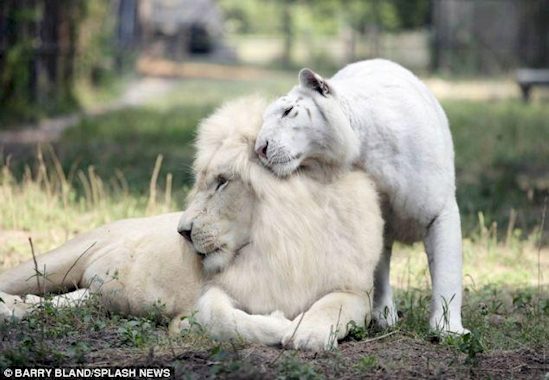 white ligers