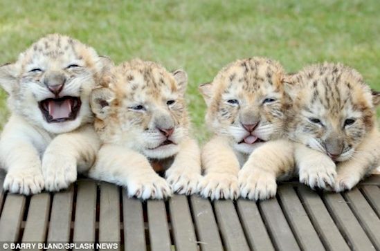 white ligers