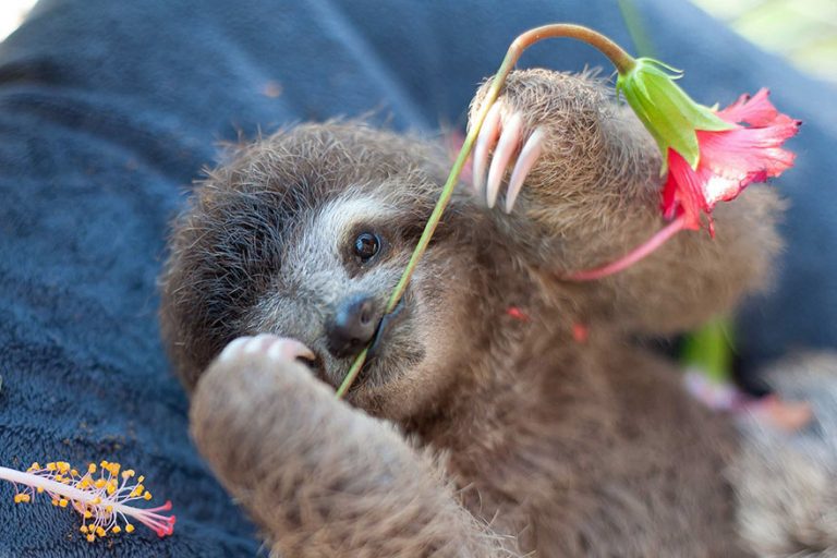 baby sloth institute