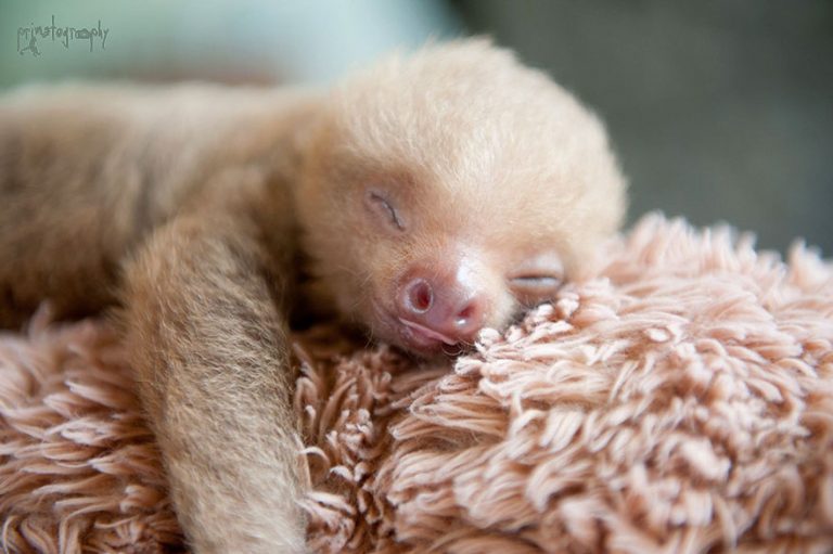 baby sloth institute