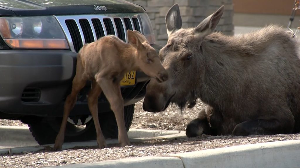 moose giving birth