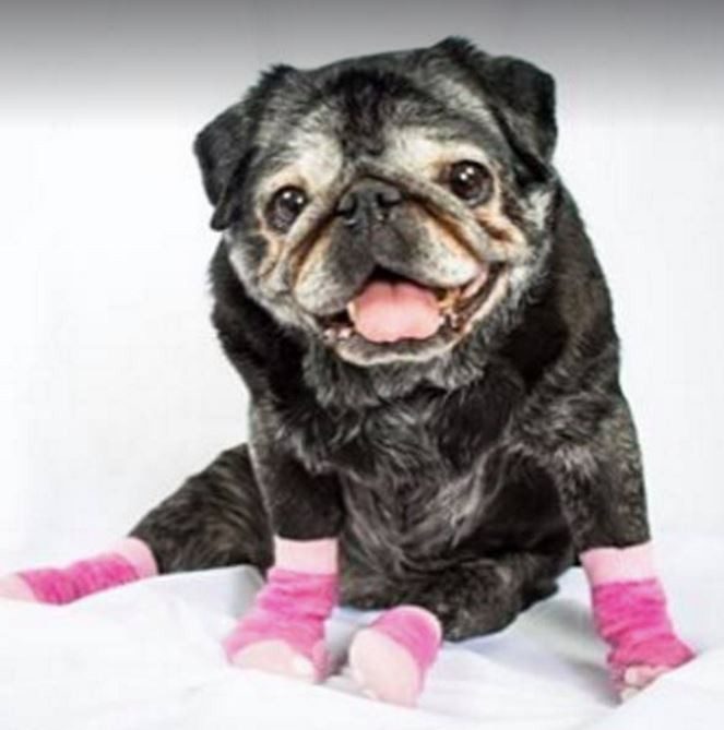 pug wearing socks
