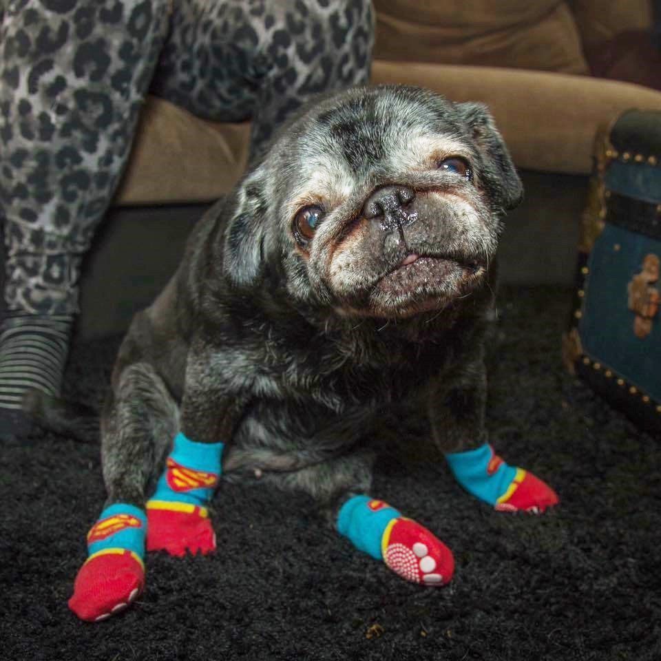 pug wearing socks