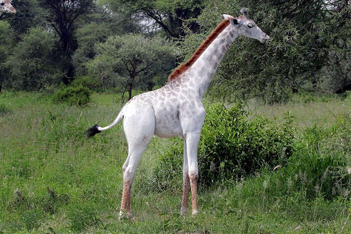 white giraffe 