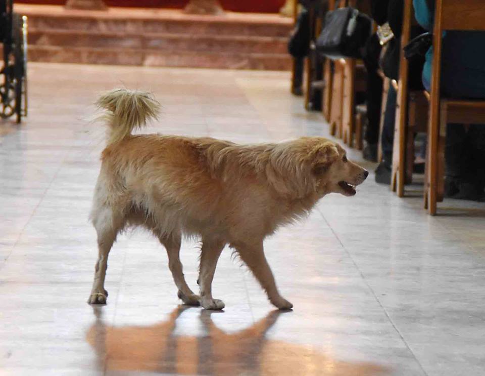 Dog wandered into church 