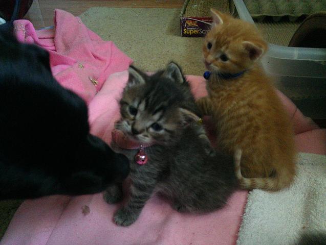 adoptable kittens