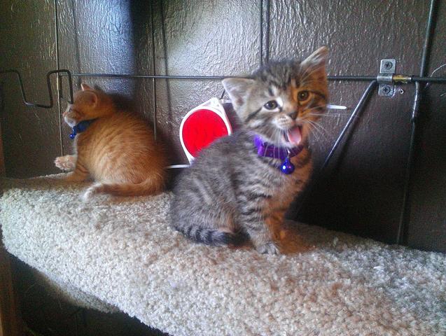 adoptable kittens