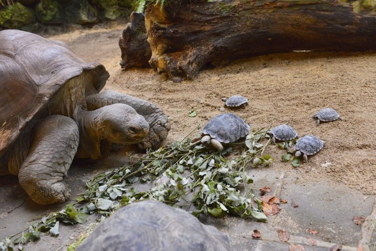 baby tortoises