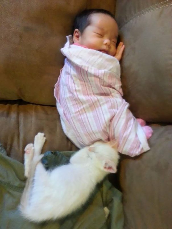 cats and babies