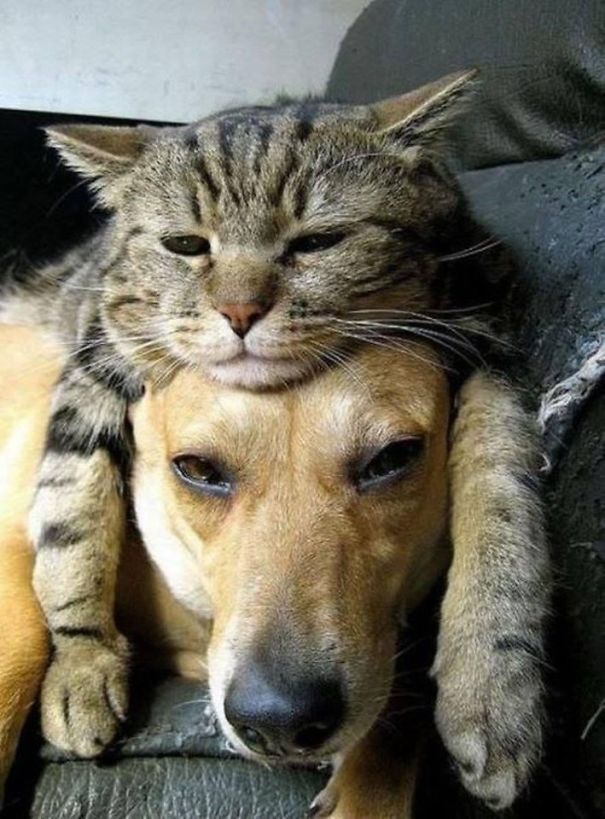 cats napping on dogs