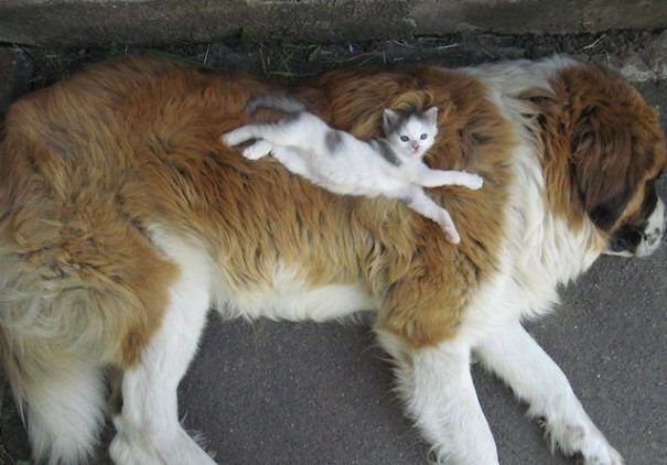 cats napping on dogs