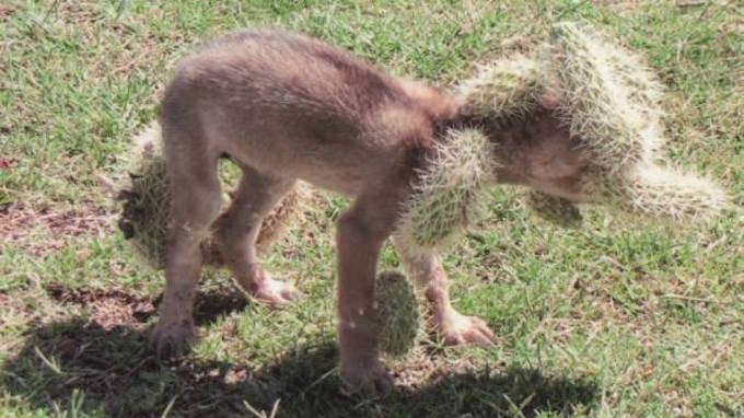 coyote pup rescue 