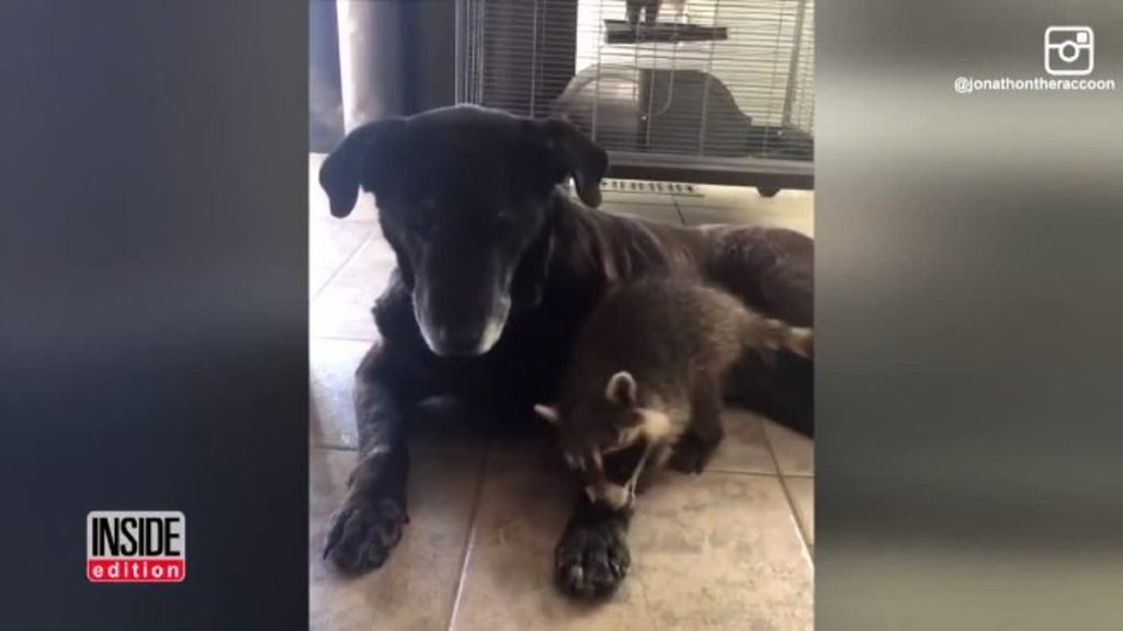 dog adopts racoons