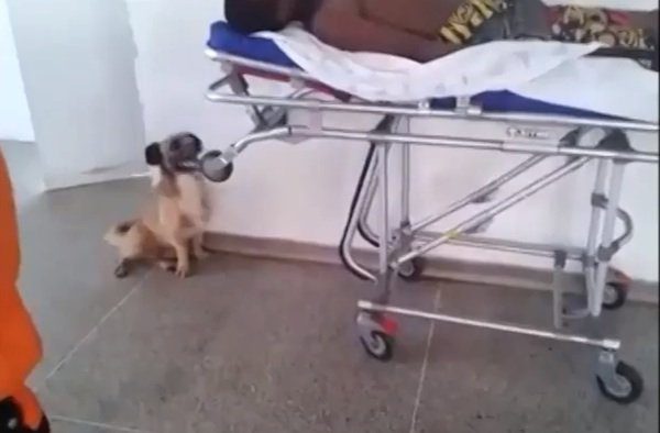 dog chases ambulance