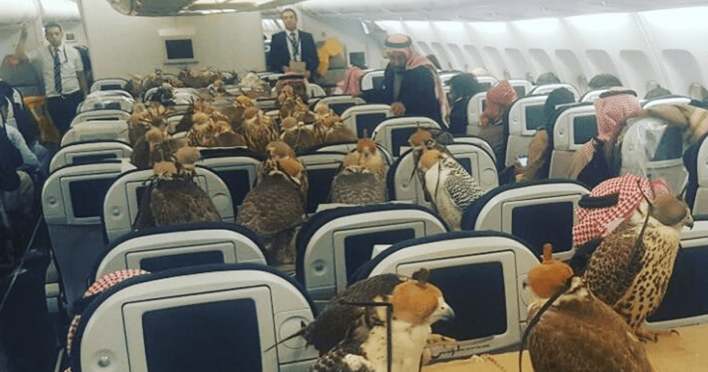 falcons on airplane