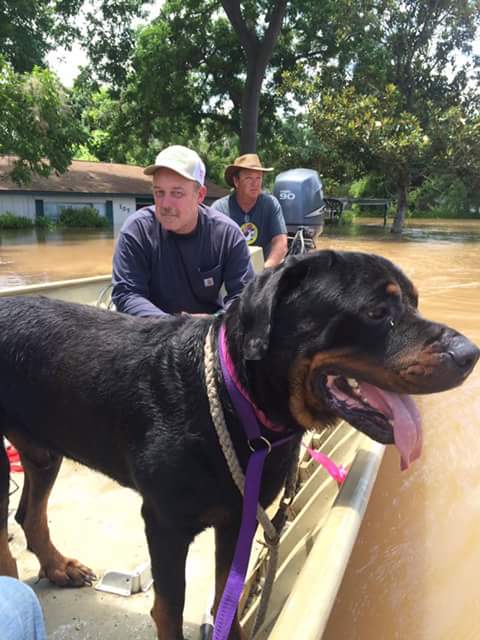 father-and-son-dogs-flood