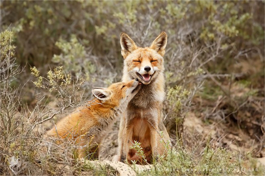 fox love