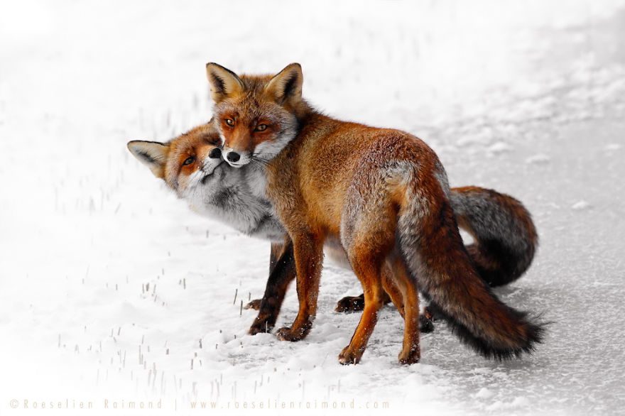 fox love 