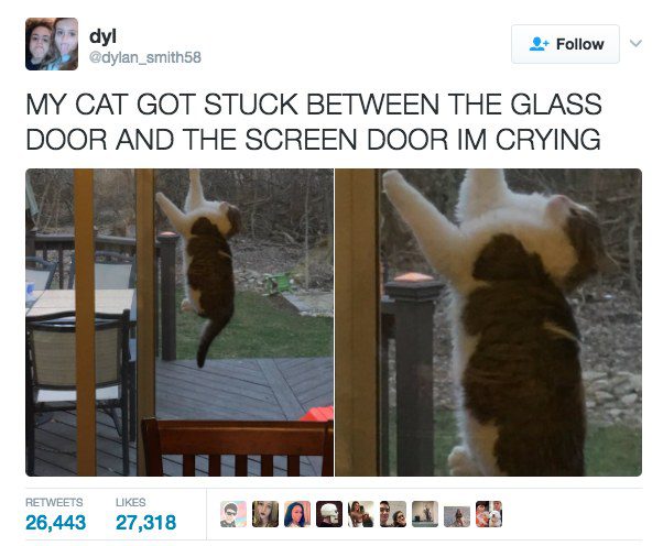 funny cat tweets