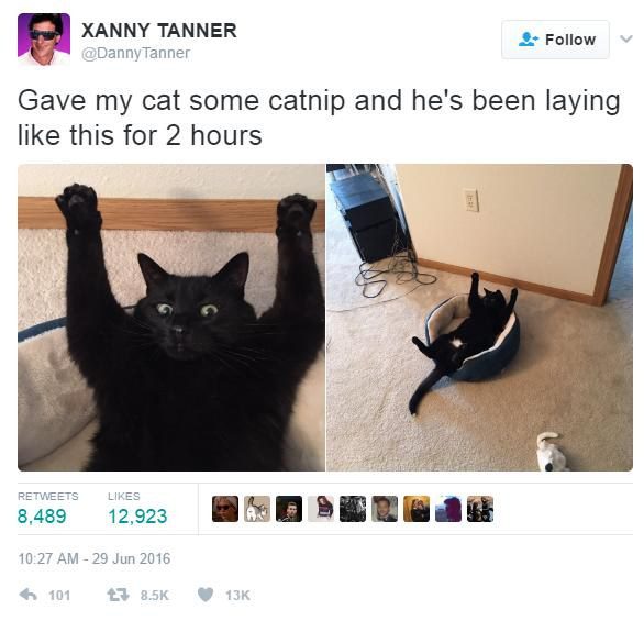 funny cat tweets