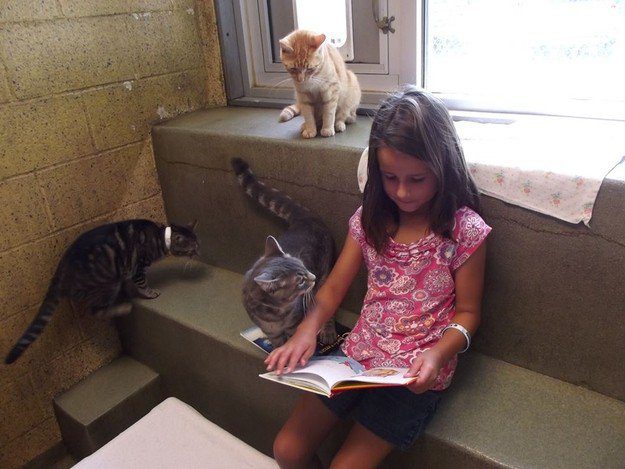 kids reading to cats