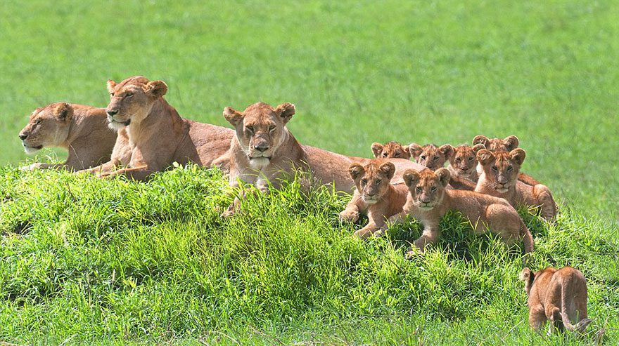 lioness-and-cubs-photos