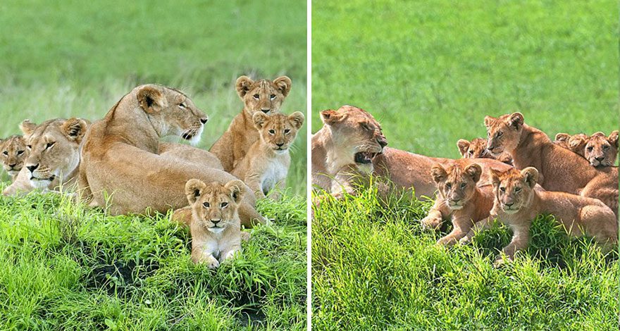 lioness-and-cubs-photos