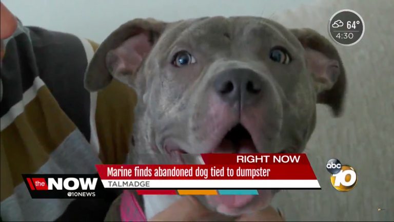 marine saves dog