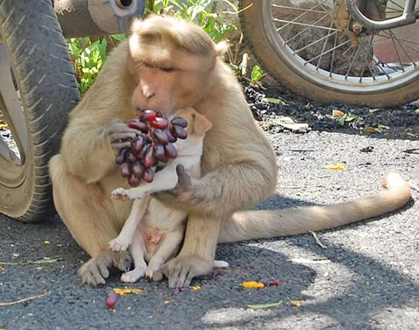 monkey adopts puppy