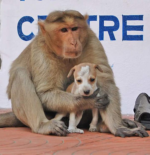 monkey adopts puppy