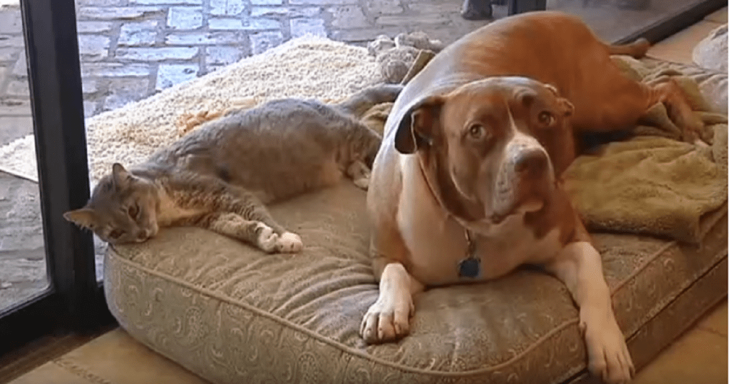 pitbull saves cat