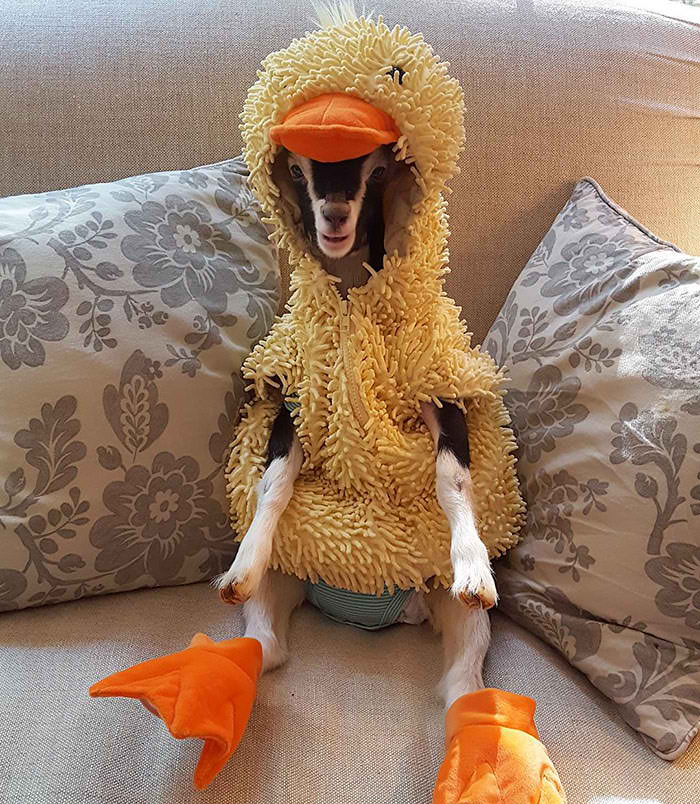 recue goat duck costume 