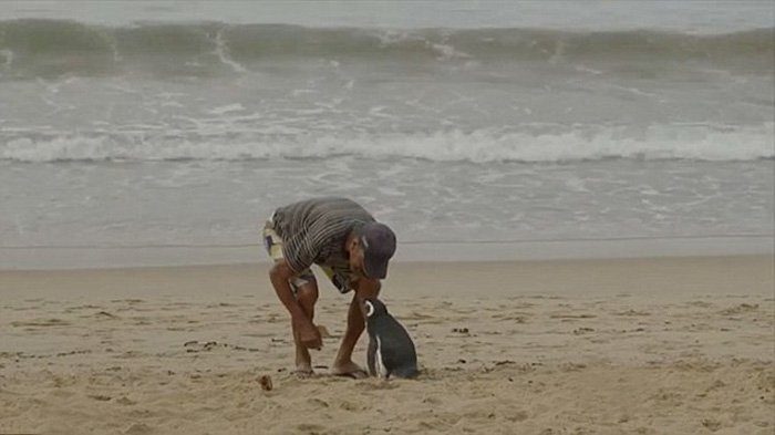 rescued-penguin