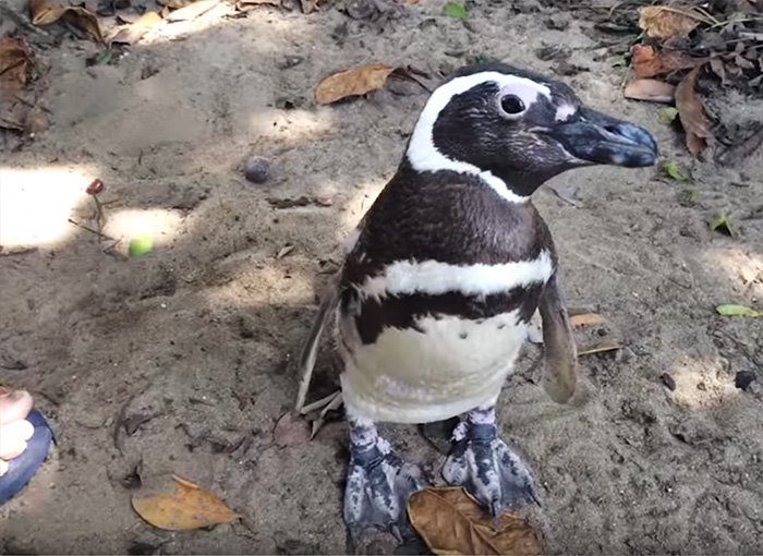 rescued-penguin