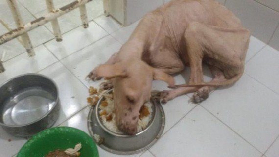 starving dog rescue