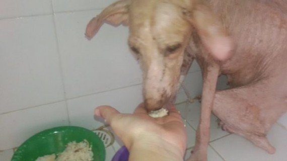 starving dog rescue