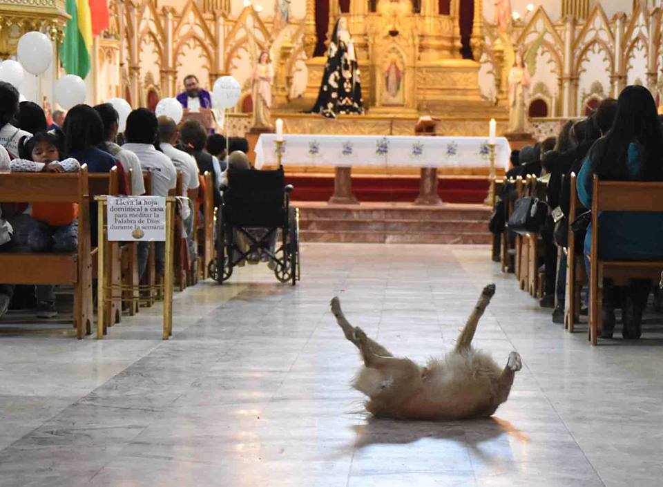 stray dog in church 