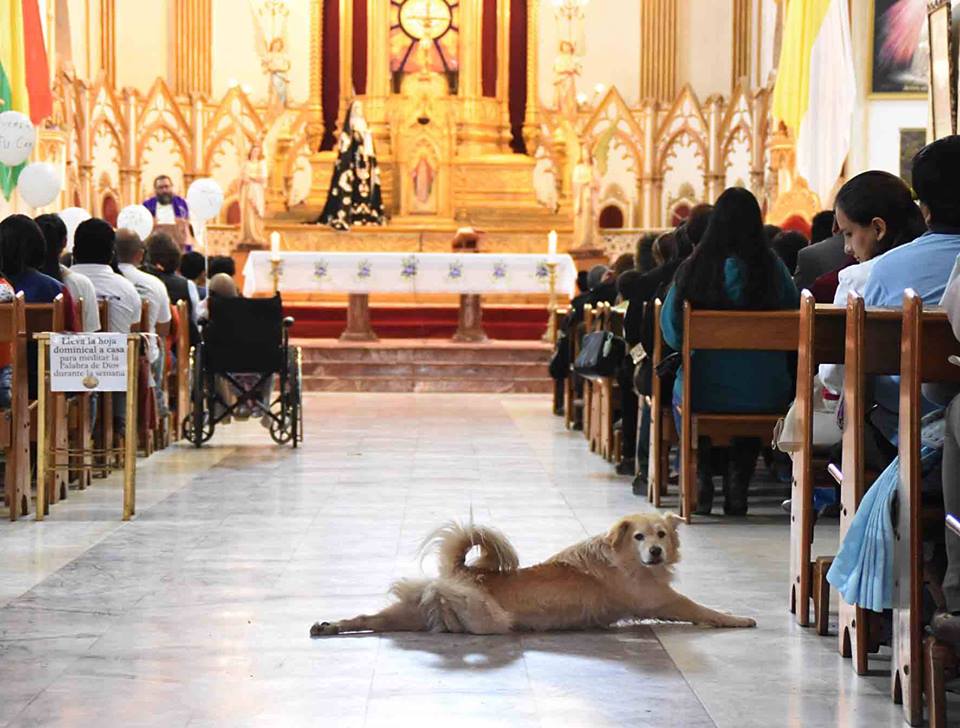 stray dog in church