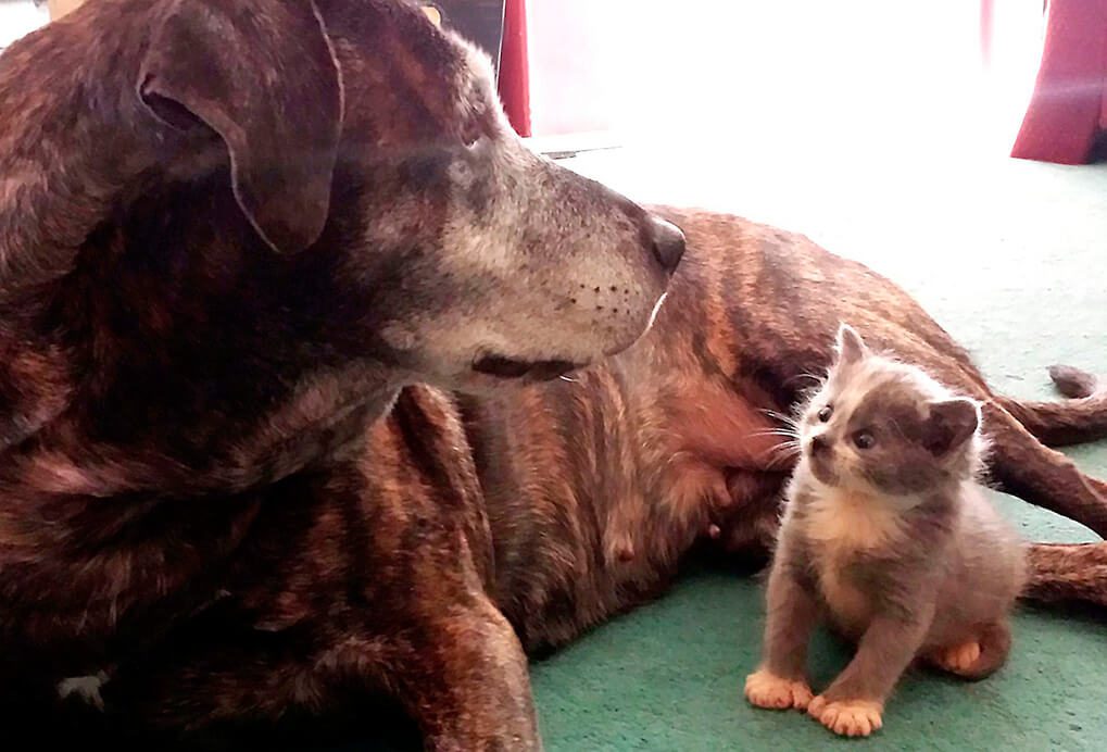 Dog adopts cat