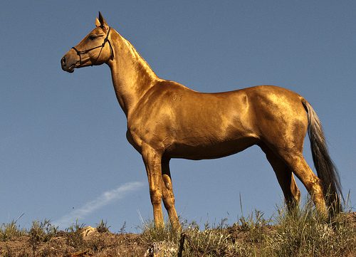 akhal-teke horse