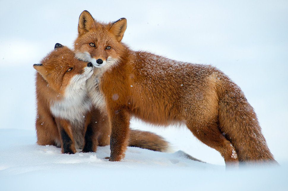 arctic foxes