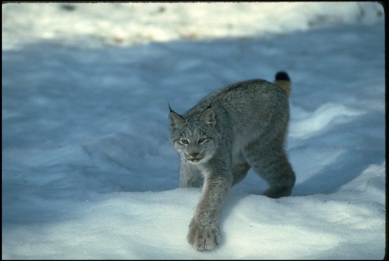canadian lynx
