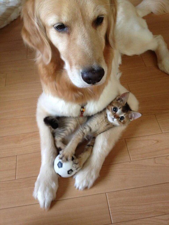 cat and dog photos