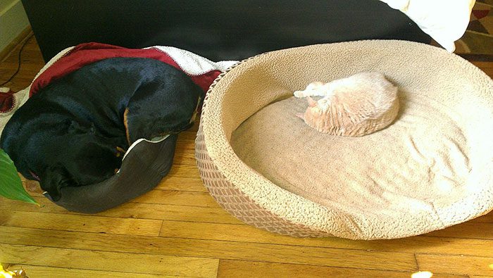 cat steals dog bed