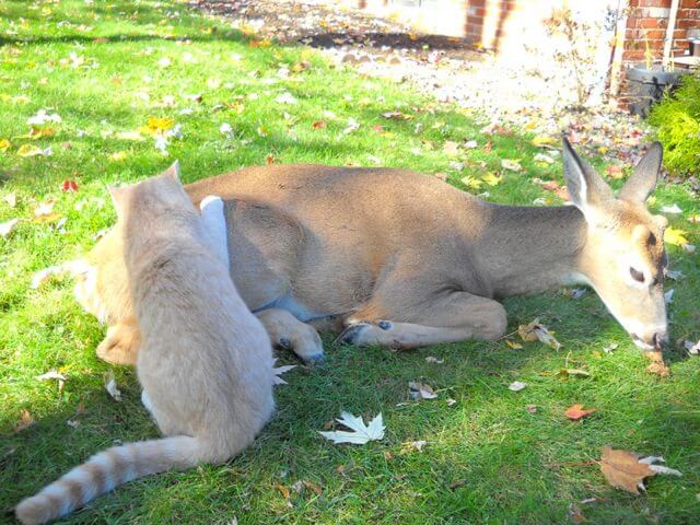 deer and cat friendship