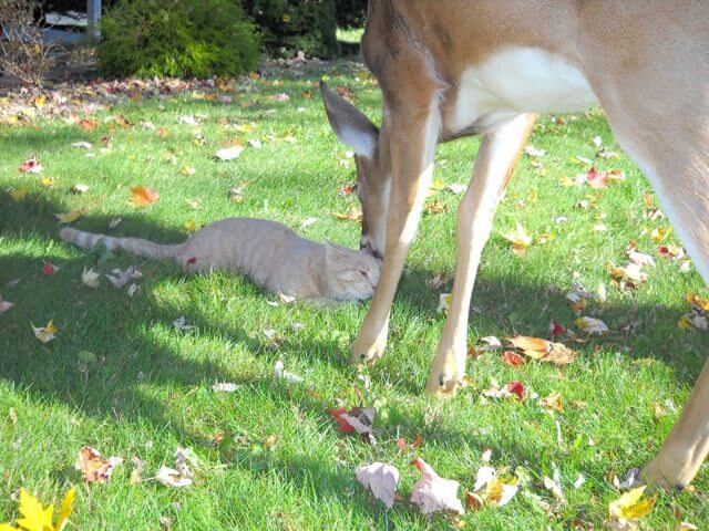 deer and cat friendship