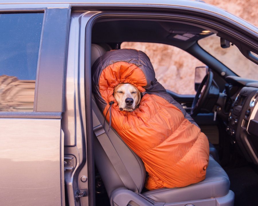 dog adoption travel buddy 1