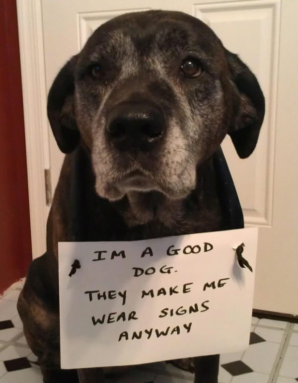 dog shaming